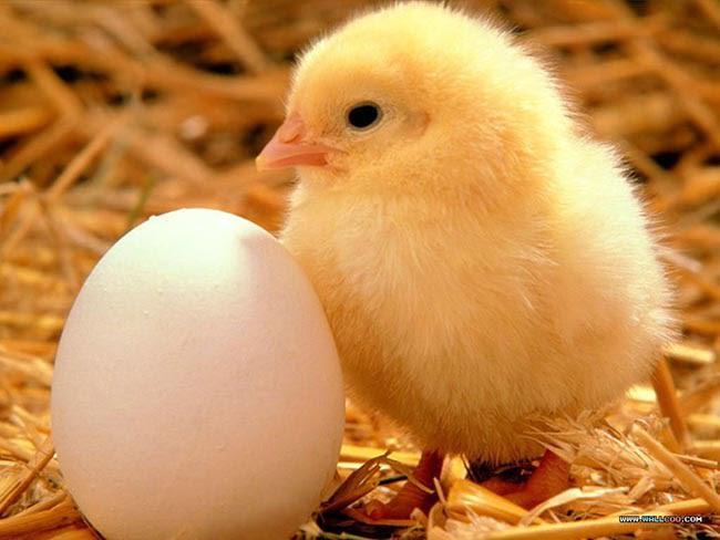 Mơ thấy trứng gà dự báo điềm gì? Gợi ý con số may mắn?